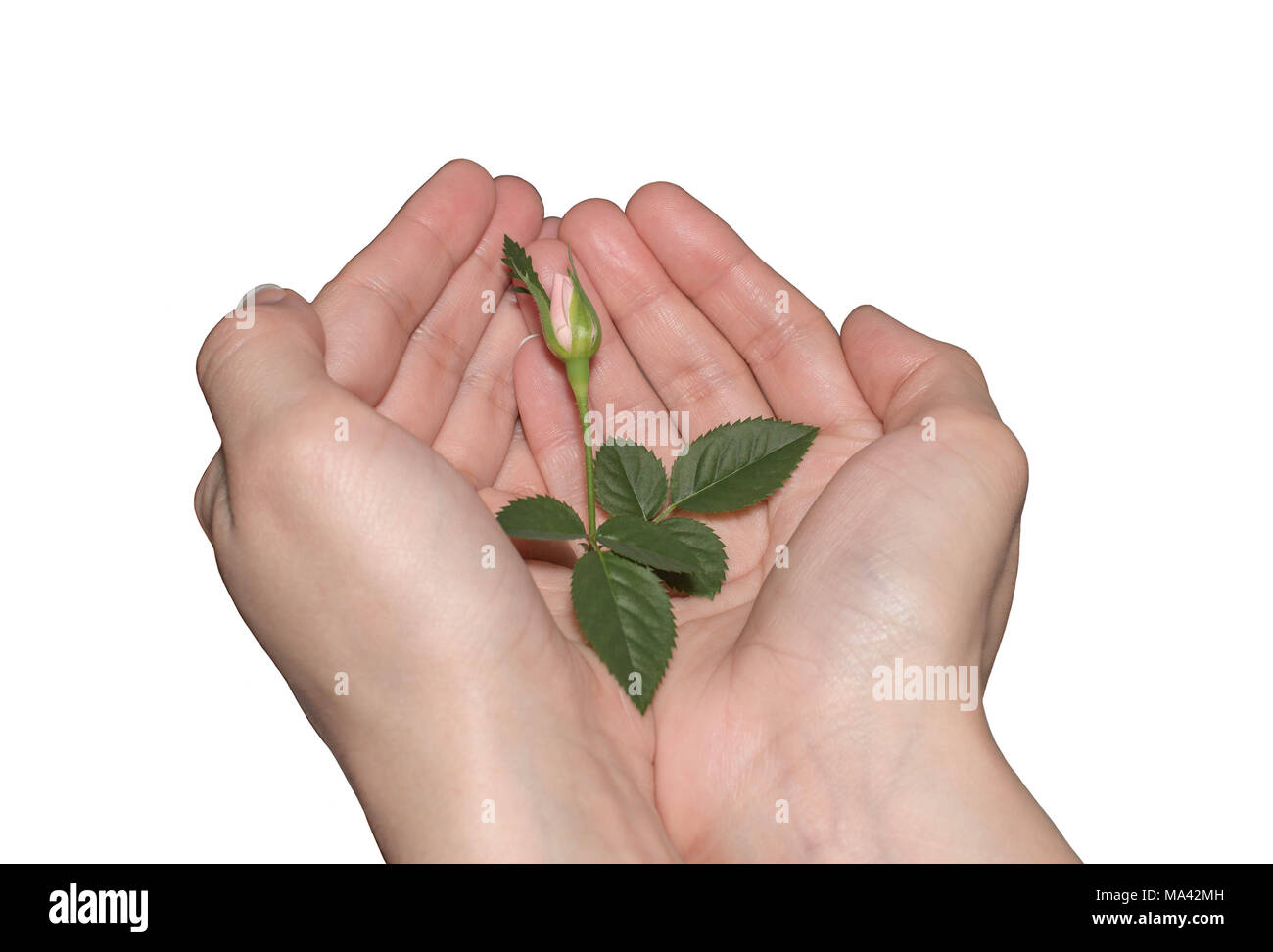 La protezione della natura concetto. germoglio verde in mani su un bianco sfondo isolato Foto Stock