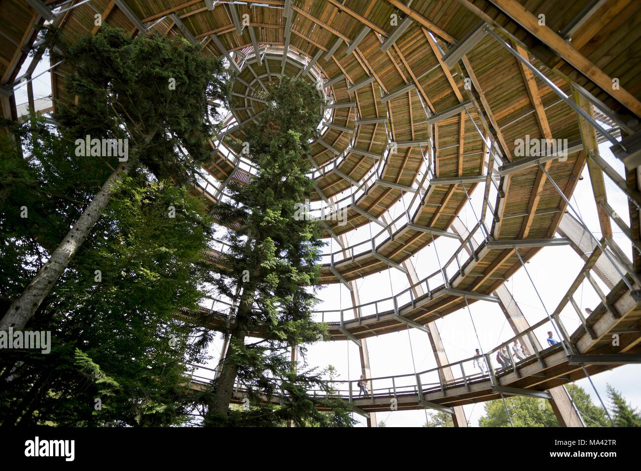 Il Baumwipfelpfad treetop camminare a Lusen centro del parco nazionale nel Parco Nazionale della Foresta Bavarese, Germania Foto Stock