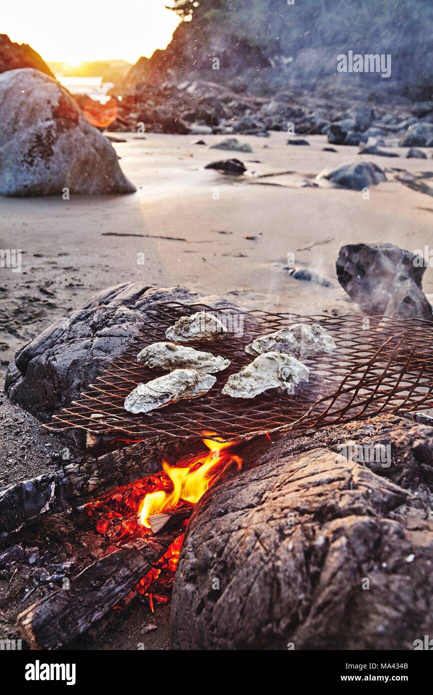 Ostriche su una spiaggia fire in Tofino, British Columbia, Canada Foto Stock
