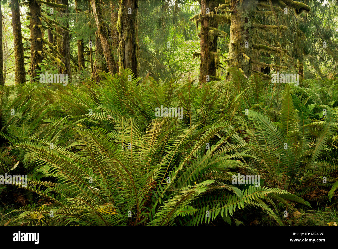 WA13954-00...WASHINGTON - la felce coperte suolo della foresta nel Queets foresta di pioggia si trova lungo il fiume Queets treno nel Parco Nazionale di Olympic. Foto Stock