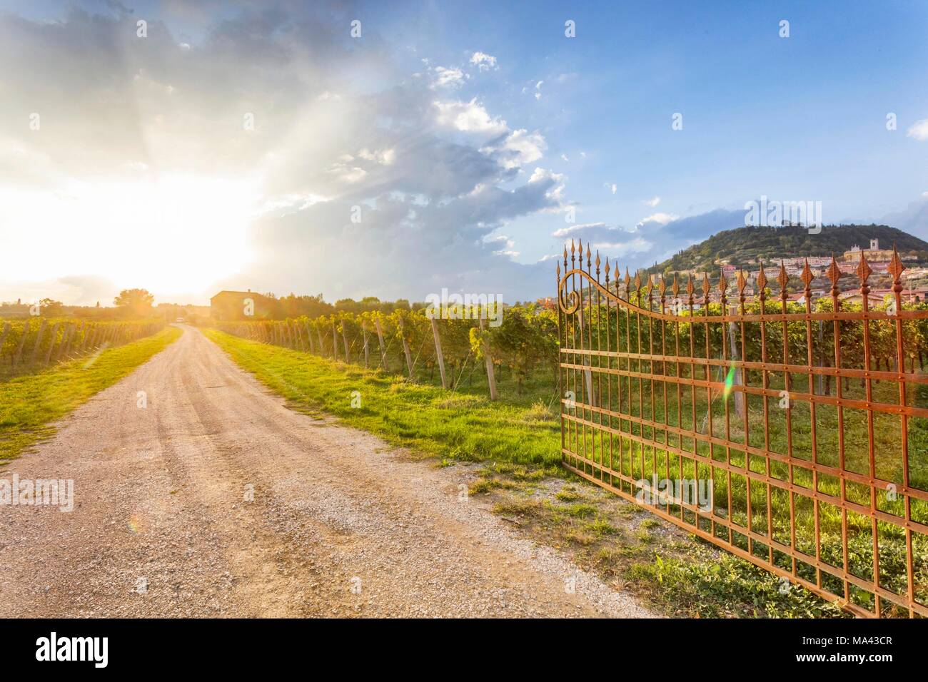 Un vigneto vicino a Cavaion Veronese nella regione Veneto, Italia Foto Stock