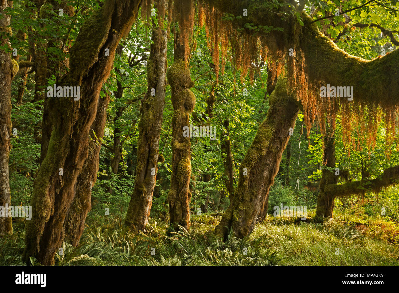 WA13961-00...WASHINGTON - Moss appeso a un ramo di un grandi foglie di acero vista dal fiume Queets Trail nel Parco Nazionale di Olympic. Foto Stock