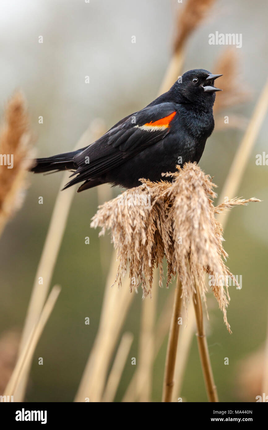 Rosso Nero alato uccello appollaiato su un erba acquatica. Foto Stock