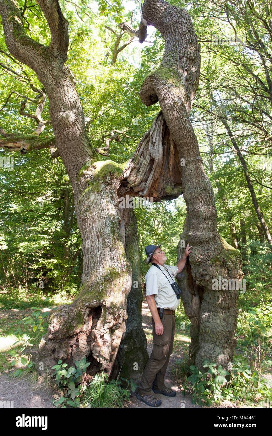 Ranger Uwe Henning in piedi accanto a 'Betteleiche' (accattonaggio quercia) albero nel Parco Nazionale Hainich, Foresta Turingia, Turingia, Germania Foto Stock