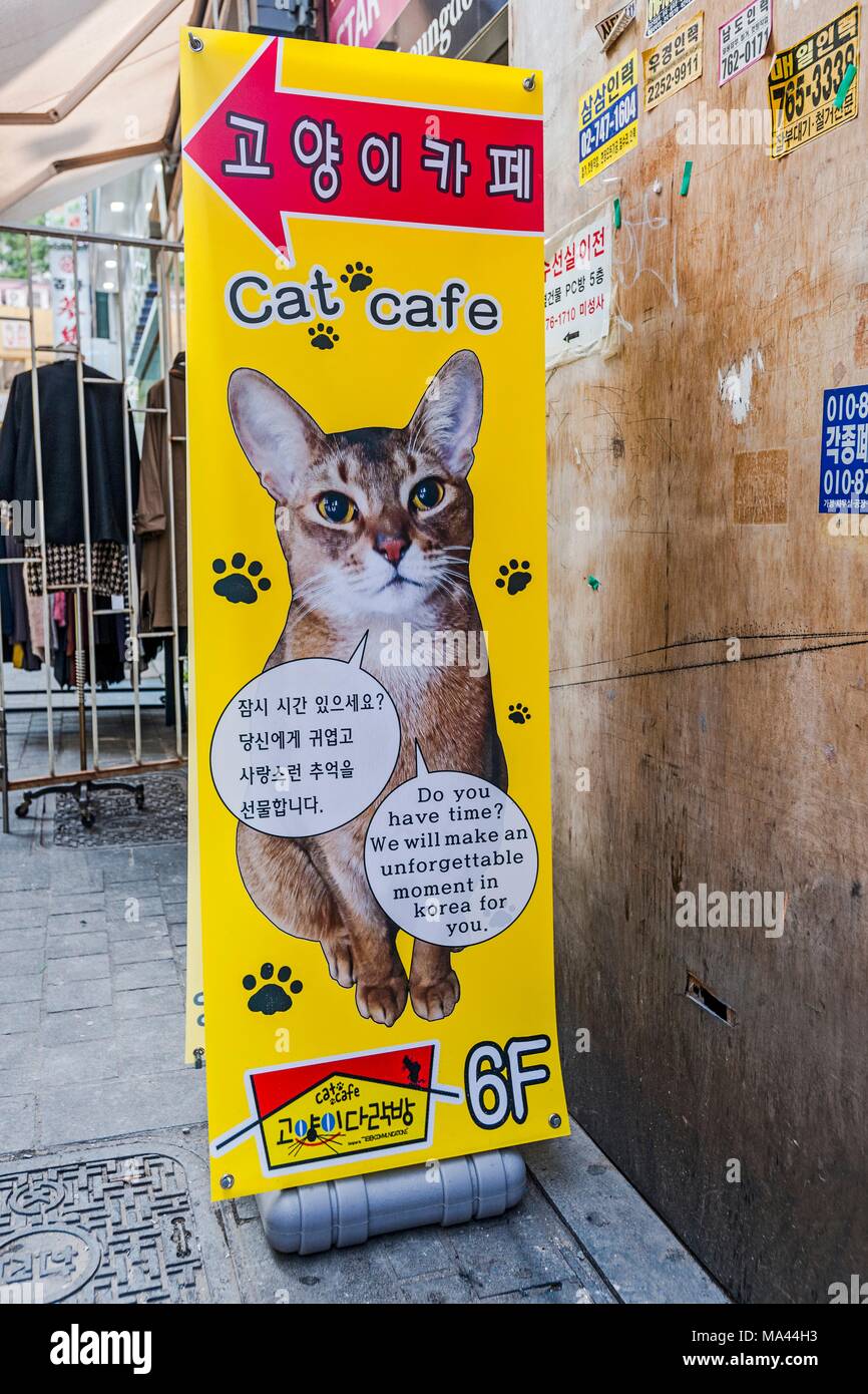 Un annuncio per un gatto caffetteria a Myeong-dong di Seoul, Corea del Sud Foto Stock