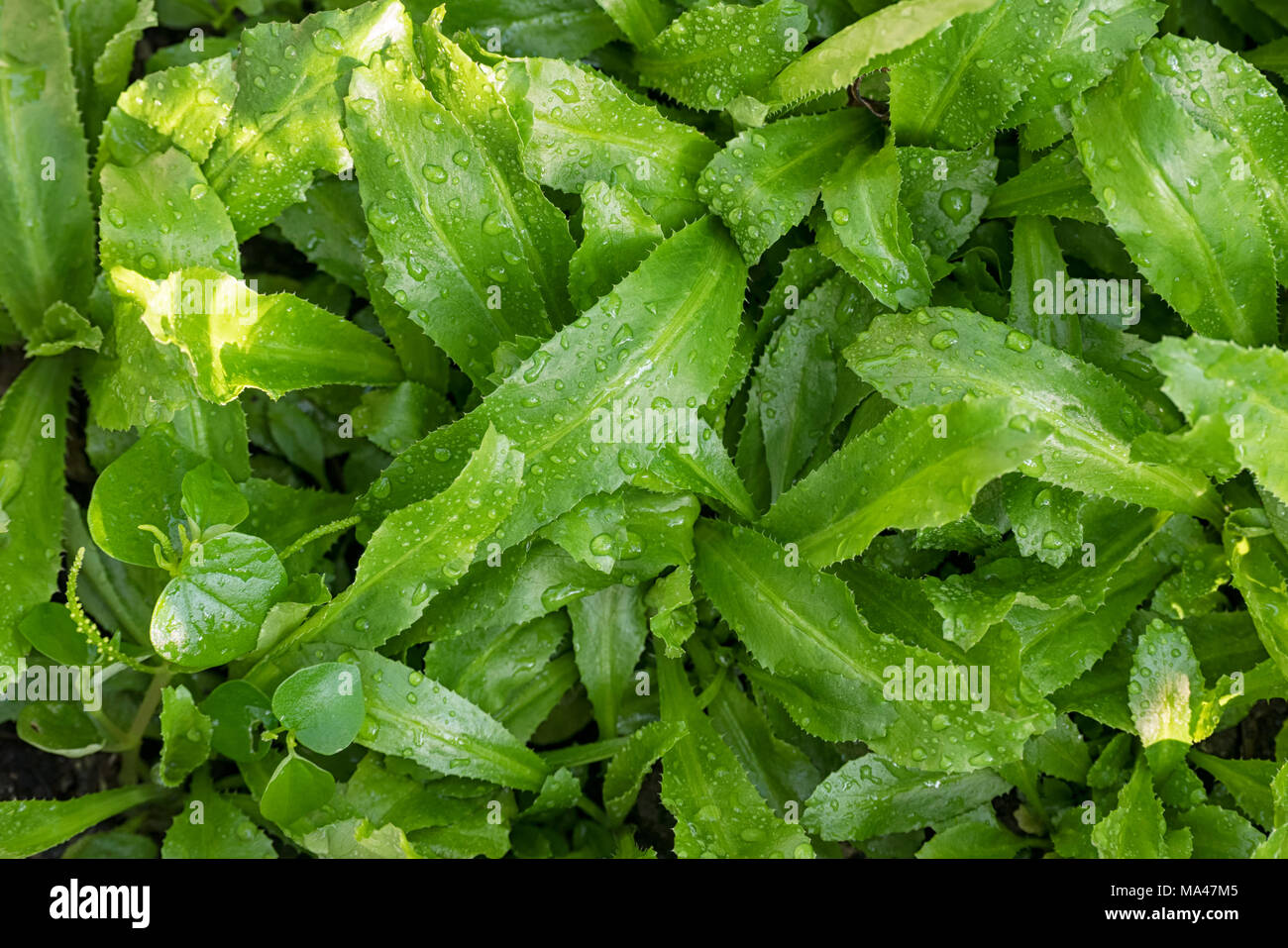 Verde coriandolo lungo stanno crescendo in giardino Foto Stock
