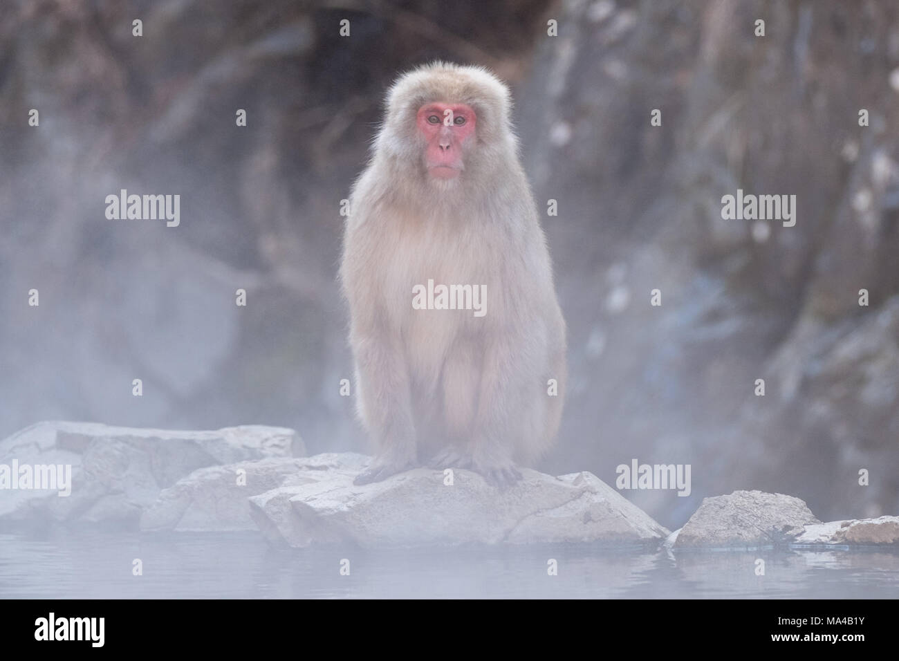 Giapponese scimmie macaco noto come scimmie neve live nel Jigokudani Monkey Park, Yamanouchi, Giappone. In inverno le scimmie provenienti dal MOU Foto Stock