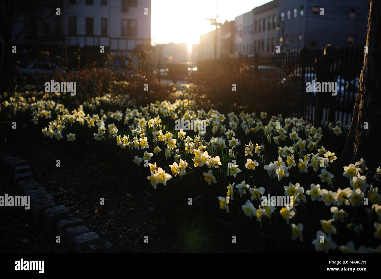La luce solare colpisce un letto floreale di narcisi in fiore come il sole tramonta, a Monsignor McGolrick Park a Greenpoint, Brooklyn, New York City, aprile 2013. Foto Stock