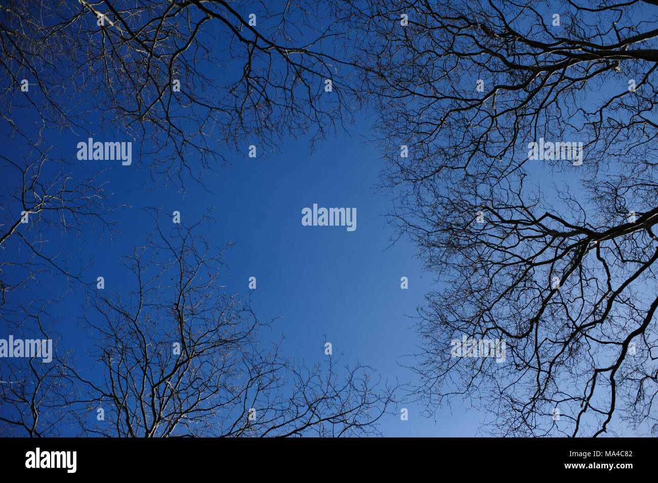 I rami degli alberi sono visti mentre guardando il cielo blu, a Monsignor McGolrick Park a Brooklyn, New York, aprile 2013. Foto Stock