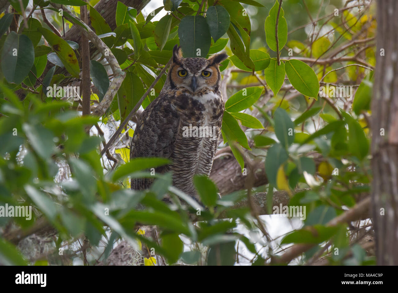 Grande Gufo cornuto nascosti su un ramo in alberi. Prese a Loxahatchee National Wildlife Refuge in Boynton Beach, Florida. Foto Stock