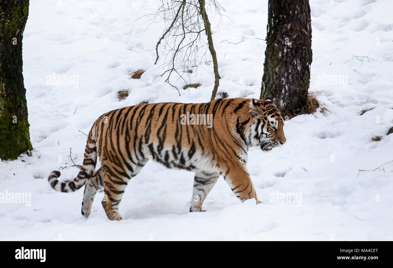 Una stimolazione di tiger intorno nella neve in Highland Wildlife Park nel Parco Nazionale di Cairngorms Foto Stock