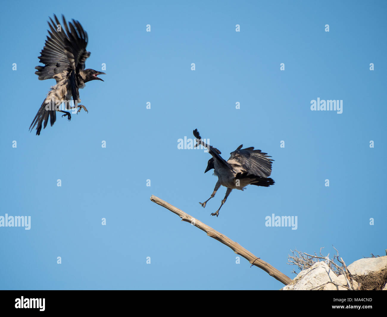 Una cornacchia mantellata, Corvus cornix, rimprovera un altro che ha rubato il suo pesce persico Foto Stock