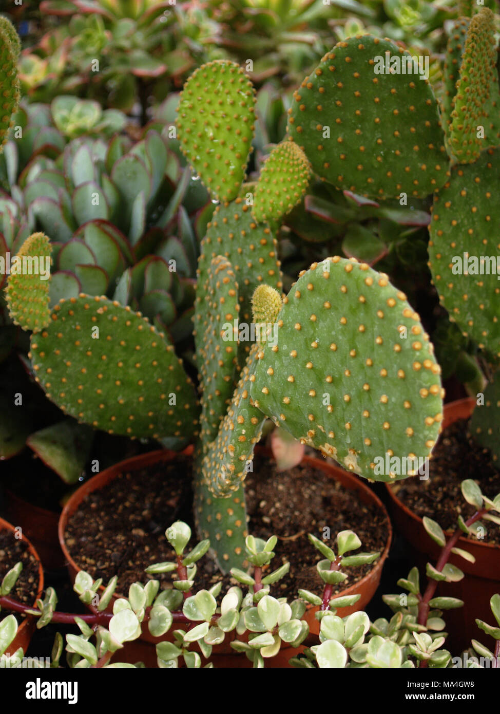 L' Opuntia microdasys cactus vicino fino Foto Stock