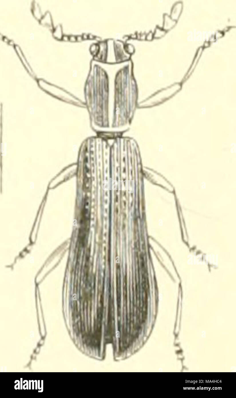 . Encyclopédie d'histoire Naturelle; ou traité complet de cette science d'après les travaux des naturalistes les plus éminents de tous les pays et de toutes les epoche: Buffon, Daubenton, Lacépède, G. Cuvier, F. Cuvier, Geoffroy Saint-Hilaire, Latreille, De Jussieu, Brongniart, etc Foto Stock