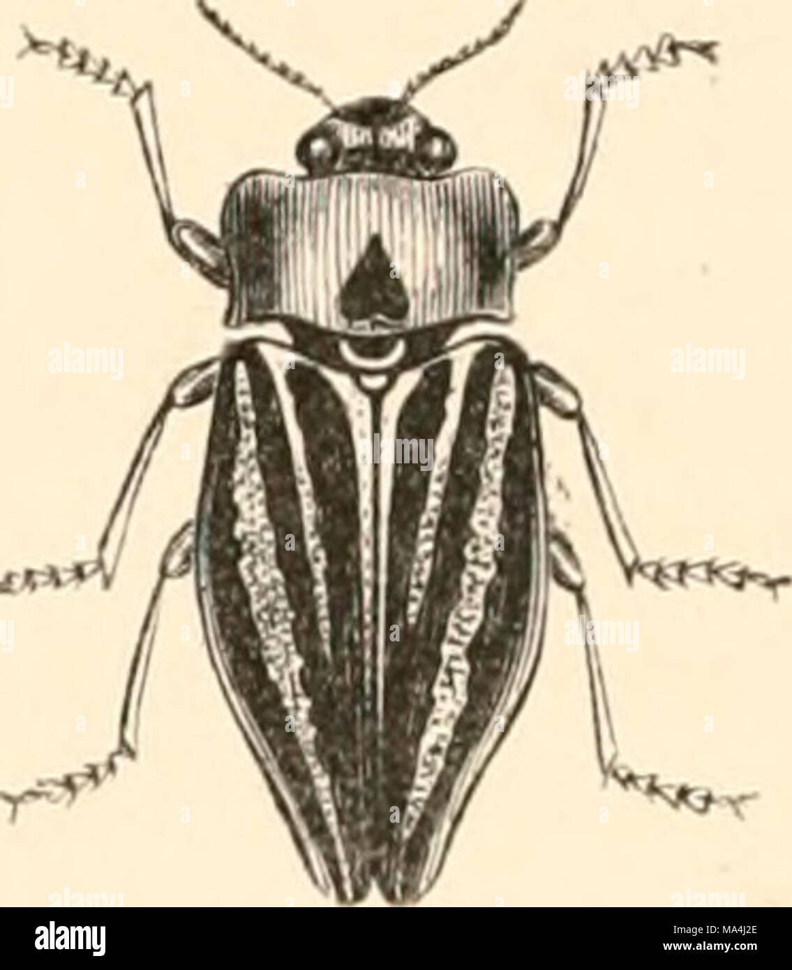 . Encyclopédie d'histoire Naturelle; ou traité complet de cette science d'après les travaux des naturalistes les plus éminents de tous les pays et de toutes les epoche: Buffon, Daubenton, Lacépède, G. Cuvier, F. Cuvier, Geoffroy Saint-Hilaire, Latreille, De Jussieu, Brongniart, etc Foto Stock