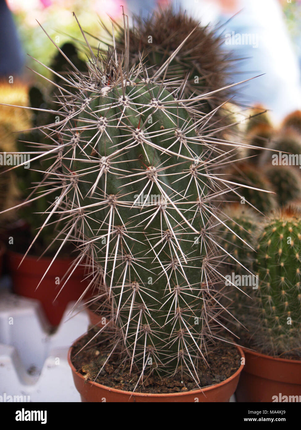 Cactus spinoso closeup Foto Stock