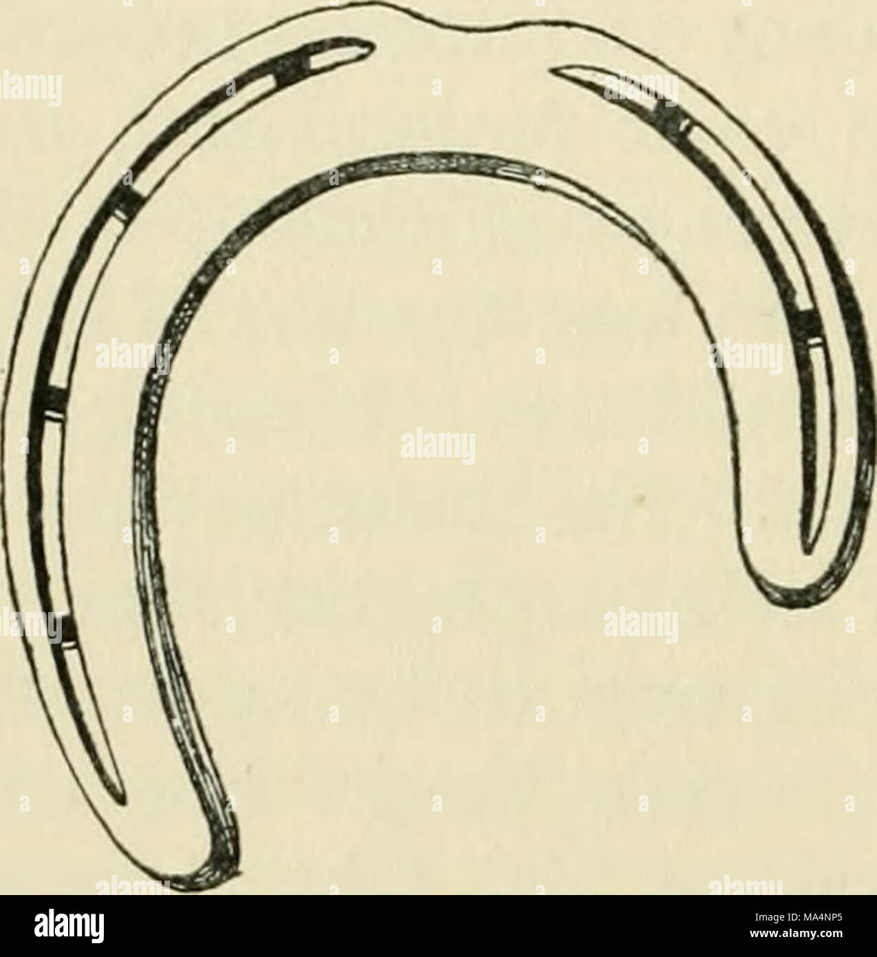 . L'enciclopedia dell'stabile: un manuale completo del cavallo, le sue razze, anatomia, fisiologia, malattie, allevamento, rompere la formazione e la gestione, con articoli sul cablaggio, mascalcia, carrelli, ecc. comprendente un migliaio di accenni ai proprietari di cavalli Foto Stock