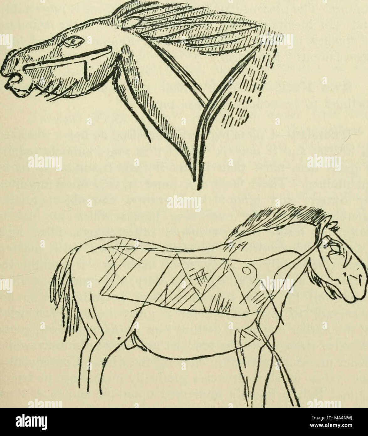 . L'enciclopedia dell'stabile: un manuale completo del cavallo, le sue razze, anatomia, fisiologia, malattie, allevamento, rompere la formazione e la gestione, con articoli sul cablaggio, mascalcia, carrelli, ecc. comprendente un migliaio di accenni ai proprietari di cavalli Foto Stock