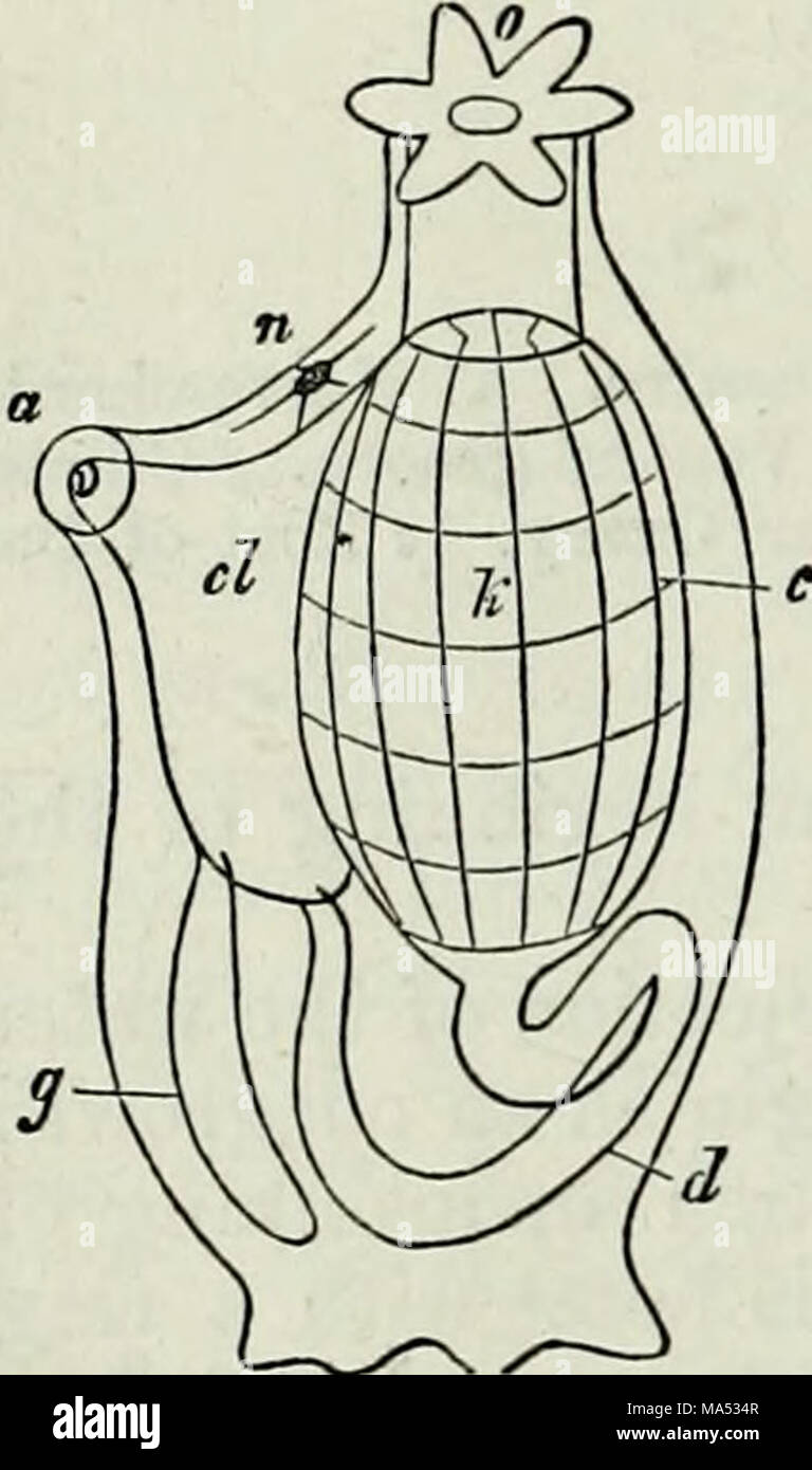 . Elementi di anatomia comparata Foto Stock