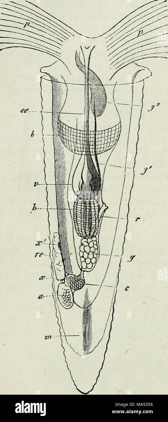 . Elementi di anatomia comparata Foto Stock