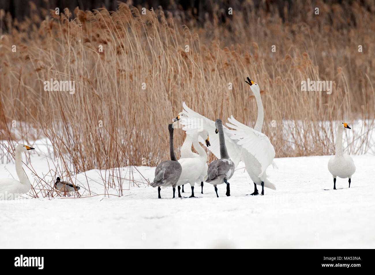 Whooper swan (Cygnus cygnus) giovani e adulti, Giappone Foto Stock