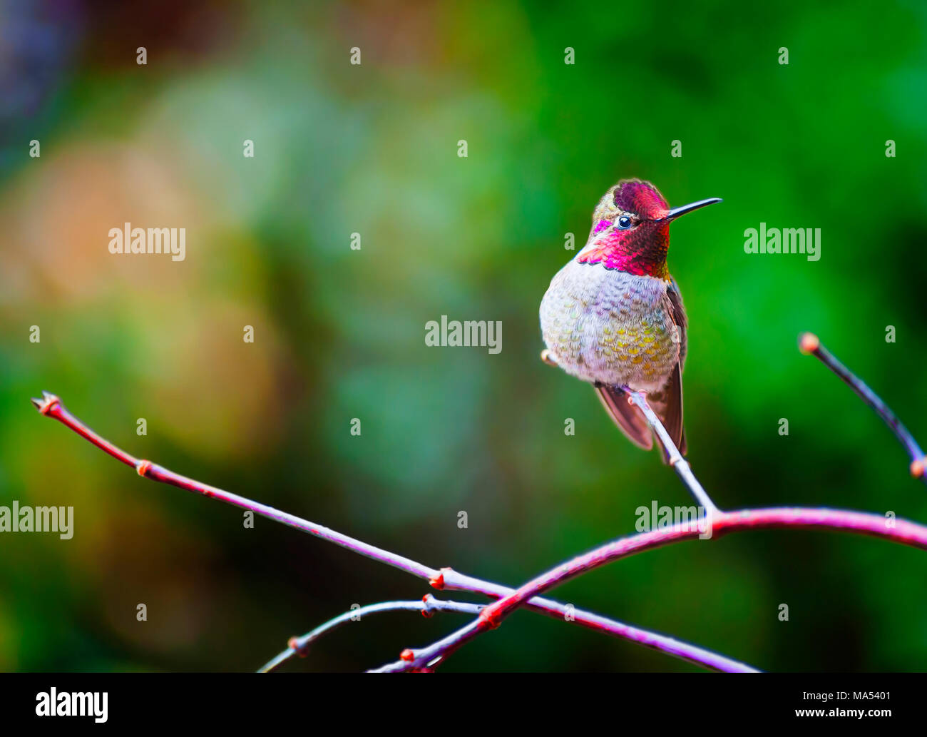 Anna Hummingbird seduto su un ramo di un giapponese di acero. Queste piccole creature vivono l'anno qui a Portland, Oregon area. Foto Stock
