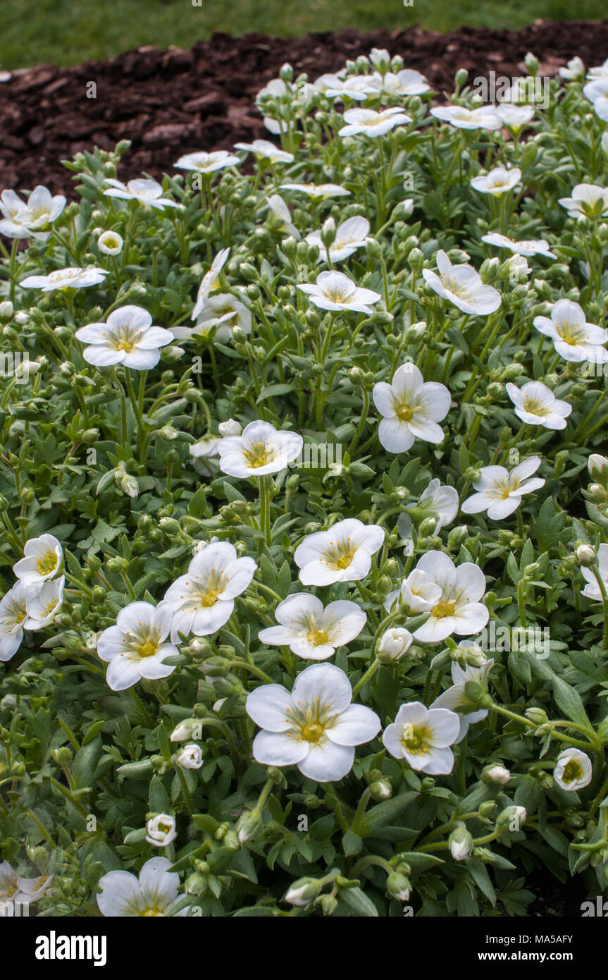 La formazione di grumi Saxifraga 'Peter Pan' bianco proveniente in fiore in primavera. Foto Stock