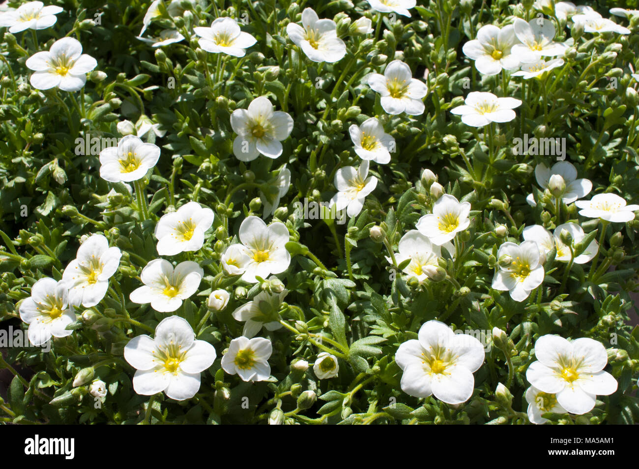 La formazione di grumi Saxifraga 'Peter Pan' bianco proveniente in fiore in primavera. Foto Stock