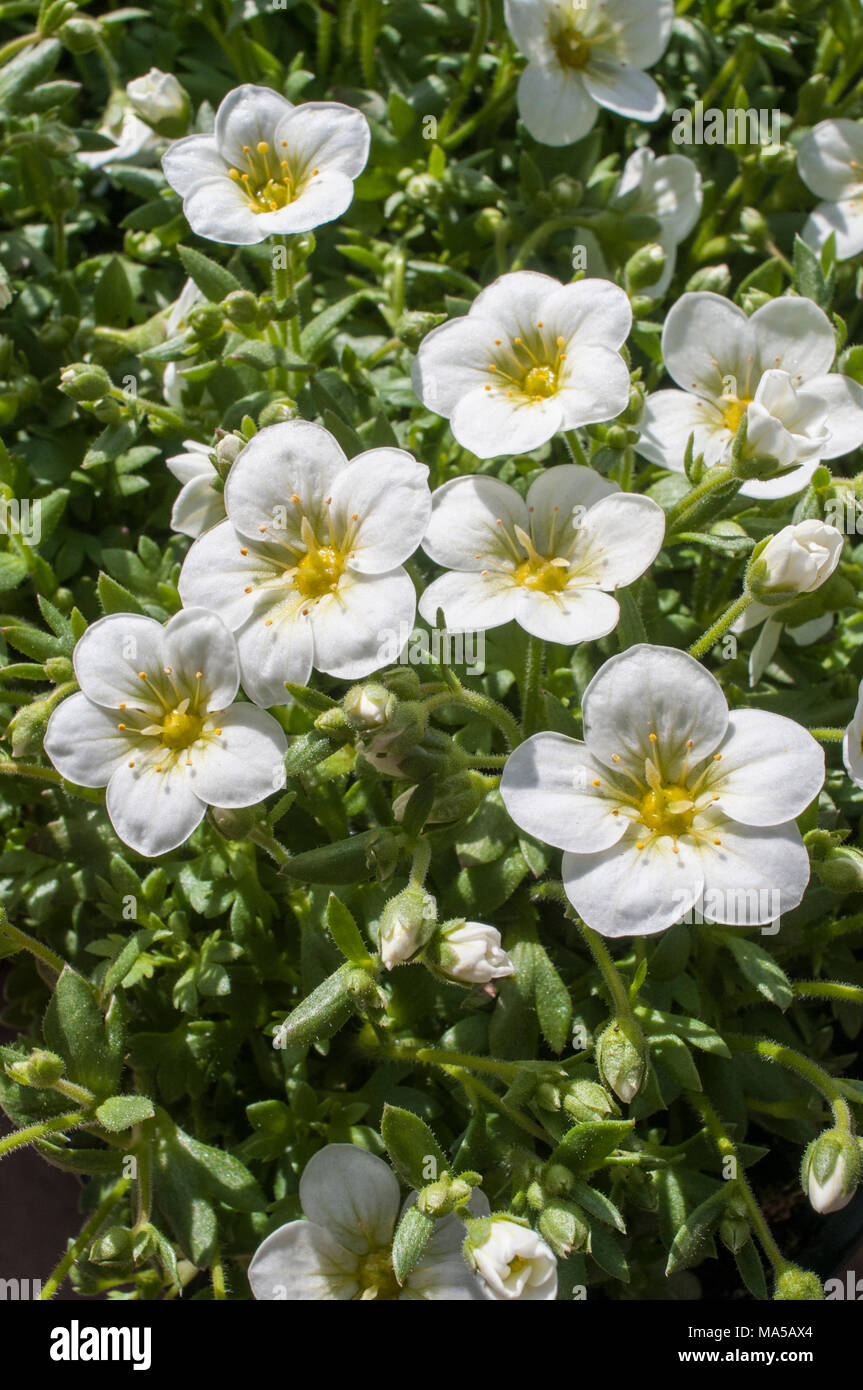 La formazione di grumi Saxifraga 'Peter Pan' bianco proveniente in fiore in primavera. Foto Stock