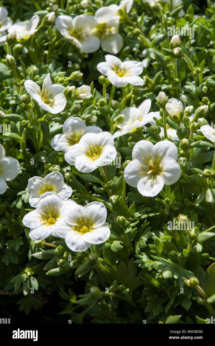 La formazione di grumi Saxifraga 'Peter Pan' bianco proveniente in fiore in primavera. Foto Stock