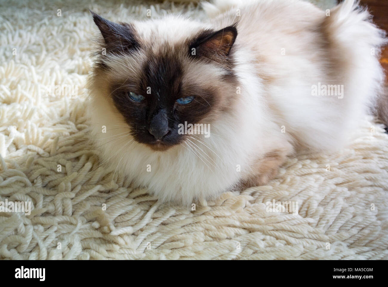 Birman cat rilassante su un tappeto Foto Stock