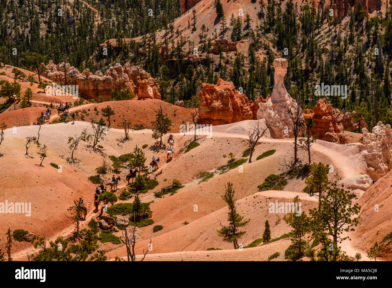 Stati Uniti d'America, Utah, Garfield County, Parco Nazionale di Bryce Canyon, Anfiteatro, Queens Garden Trail Foto Stock