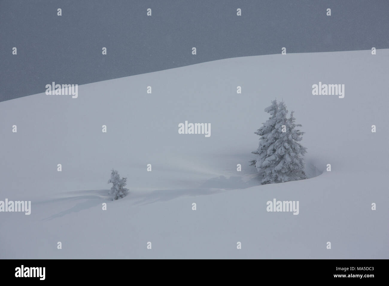 Alberi innevati sul versante della montagna, area di Rotwand Mangfall, montagne, Alpi Bavaresi, Baviera, Germania Foto Stock