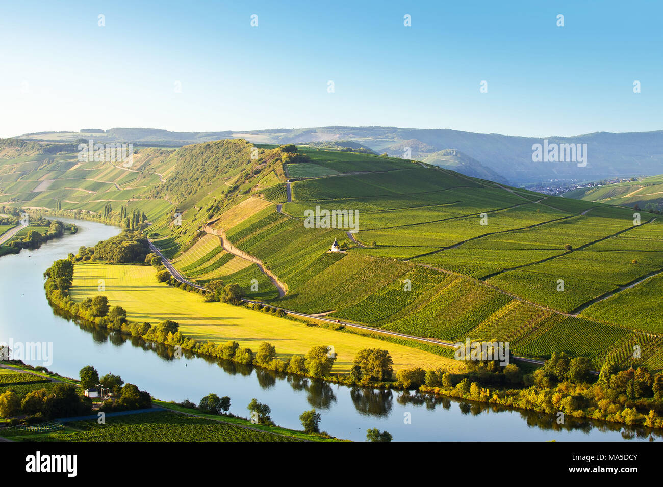 Vista della Mosella e i vigneti dietro di esso, in estate, vicino Trittenheim con un cielo senza nuvole. Foto Stock