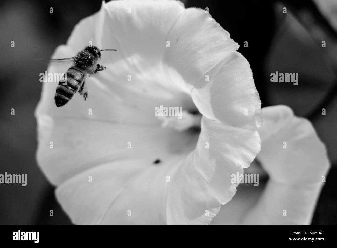 Bee avvicinando fiori bianchi, b / W Foto Stock