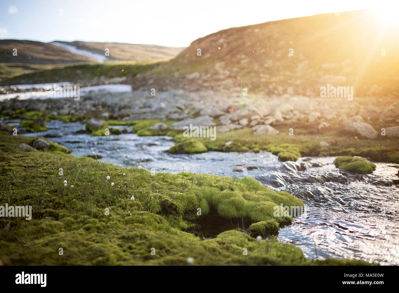 Brook con muschio ed erba di cotone sulle rive in Sarek National Park, Svezia Foto Stock