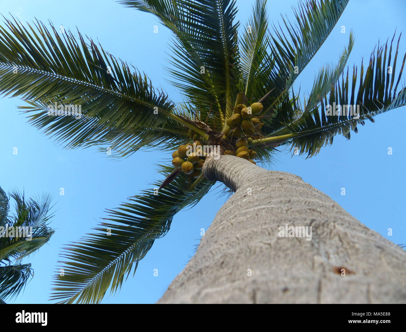 Coconut Palm tree con noci di cocco mature. Cocchi cadenti uccidere più persone ogni anno di squali Foto Stock