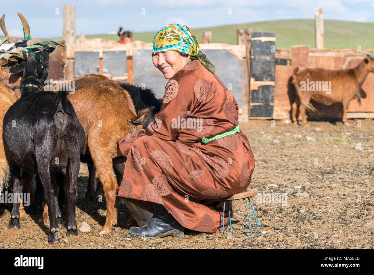 Nomadi mongoli donna di mezza età mungere le capre. Medio provincia Gobi, Mongolia. Foto Stock