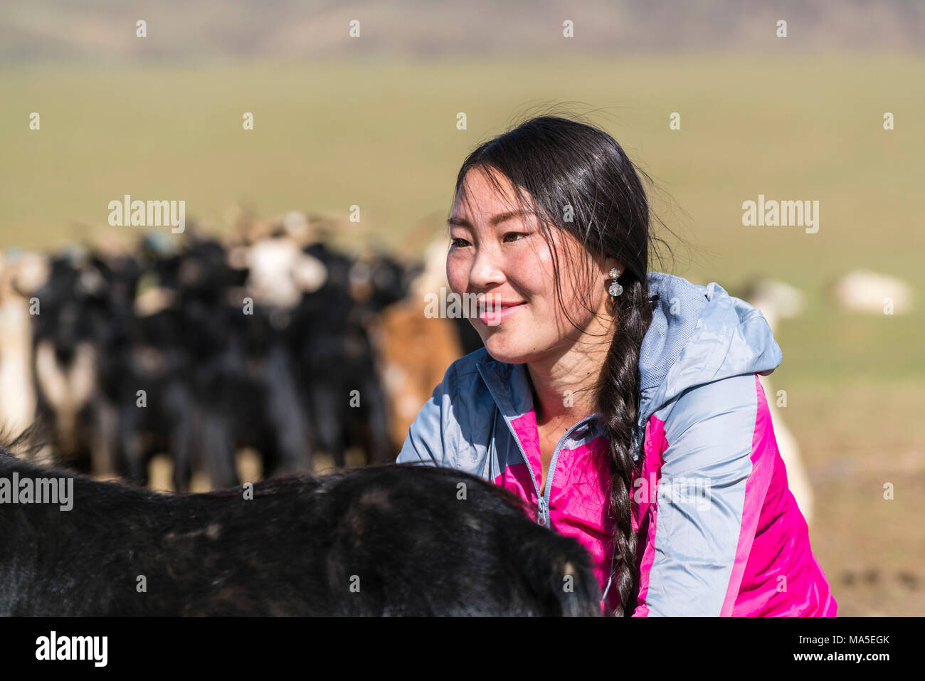 Donna nomade di mungere una capra. Bayandalai distretto, a sud della provincia di Gobi, Mongolia. Foto Stock
