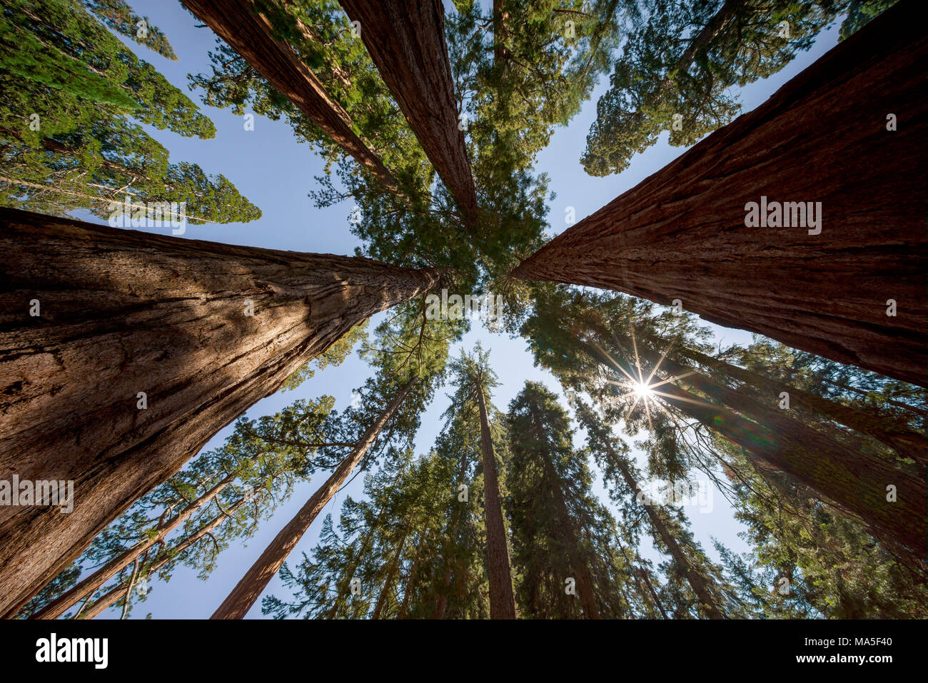 Sequoia gigante alberi presso il Parco Nazionale di Sequoia e Kings Canyon, Visalia, Sierra Nevada, in California, Stati Uniti d'America Foto Stock