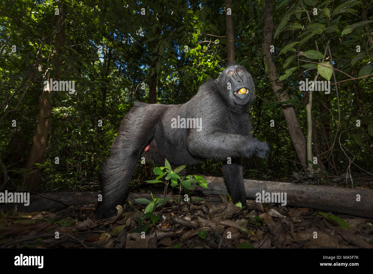 Nero macaco crestato, macaca nigra, Tangkoko National Park, Nord Sulawesi, Indonesia Foto Stock
