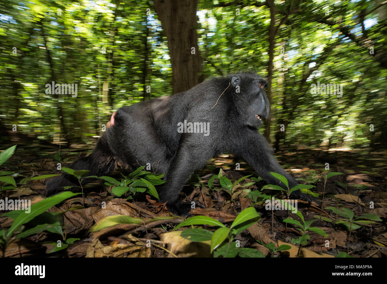Nero macaco crestato, macaca nigra, Tangkoko National Park, Nord Sulawesi, Indonesia Foto Stock