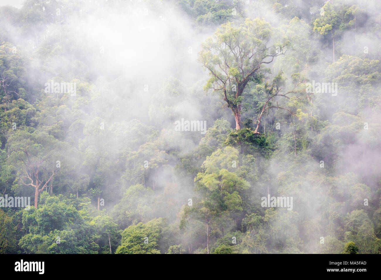 Gunung Leuser National Park, Nord Sumatra, Indonesia, Asia Foto Stock