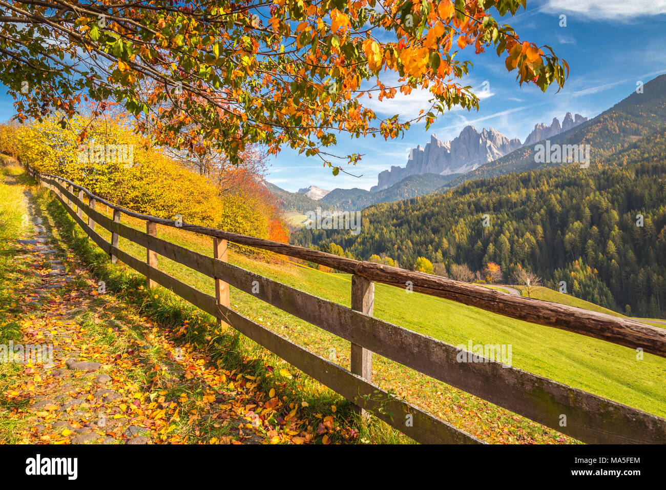 Odle Mountain View dalla Val di Funes, con alberi di ciliegio ed un cielo blu chiaro. Val di Funes, la provincia di Bolzano, Trentino Alto Adige, Italia Foto Stock