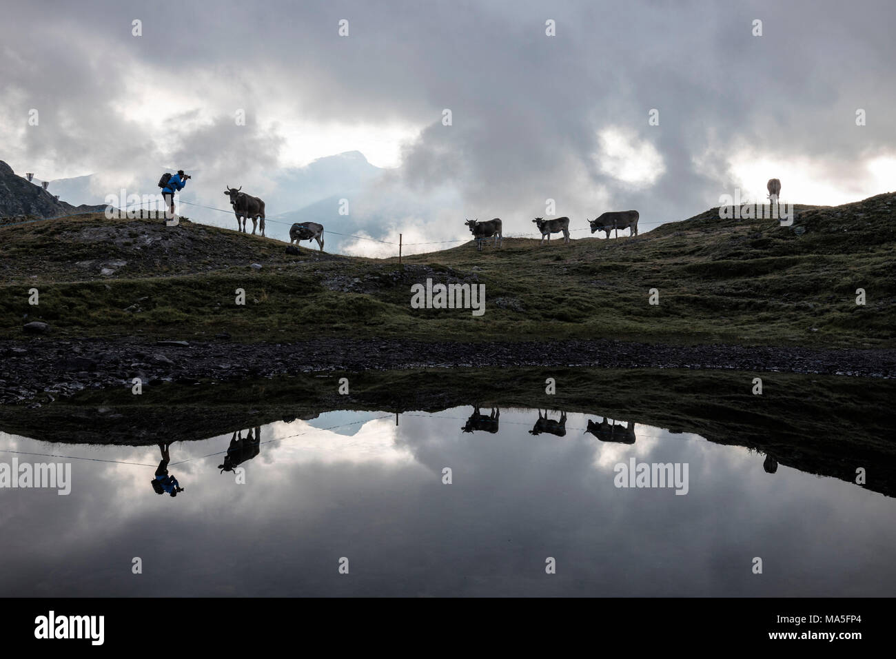 Sagome di mucche si riflette nel lago alpino del Bernina, Valle di Poschiavo, nel canton Grigioni, Engadina, Svizzera Foto Stock