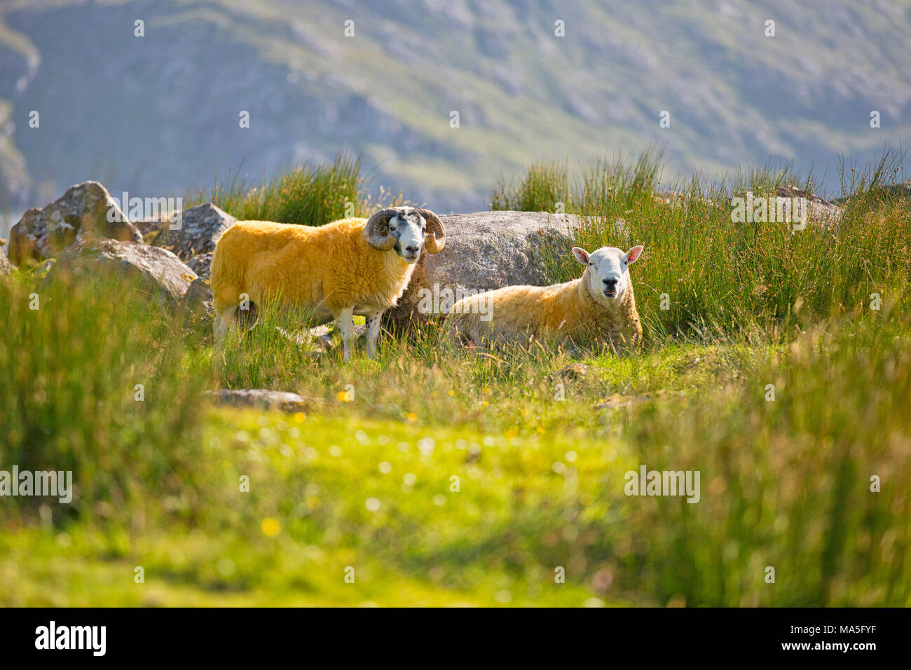 Giallo scozzese pecore, Isle of Harris, Scozia occidentale,Regno Unito Foto Stock