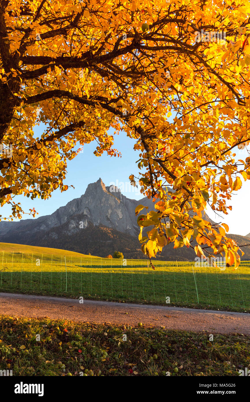 Foglie gialle dell'albero durante l'autunno immagini e fotografie stock ad  alta risoluzione - Alamy