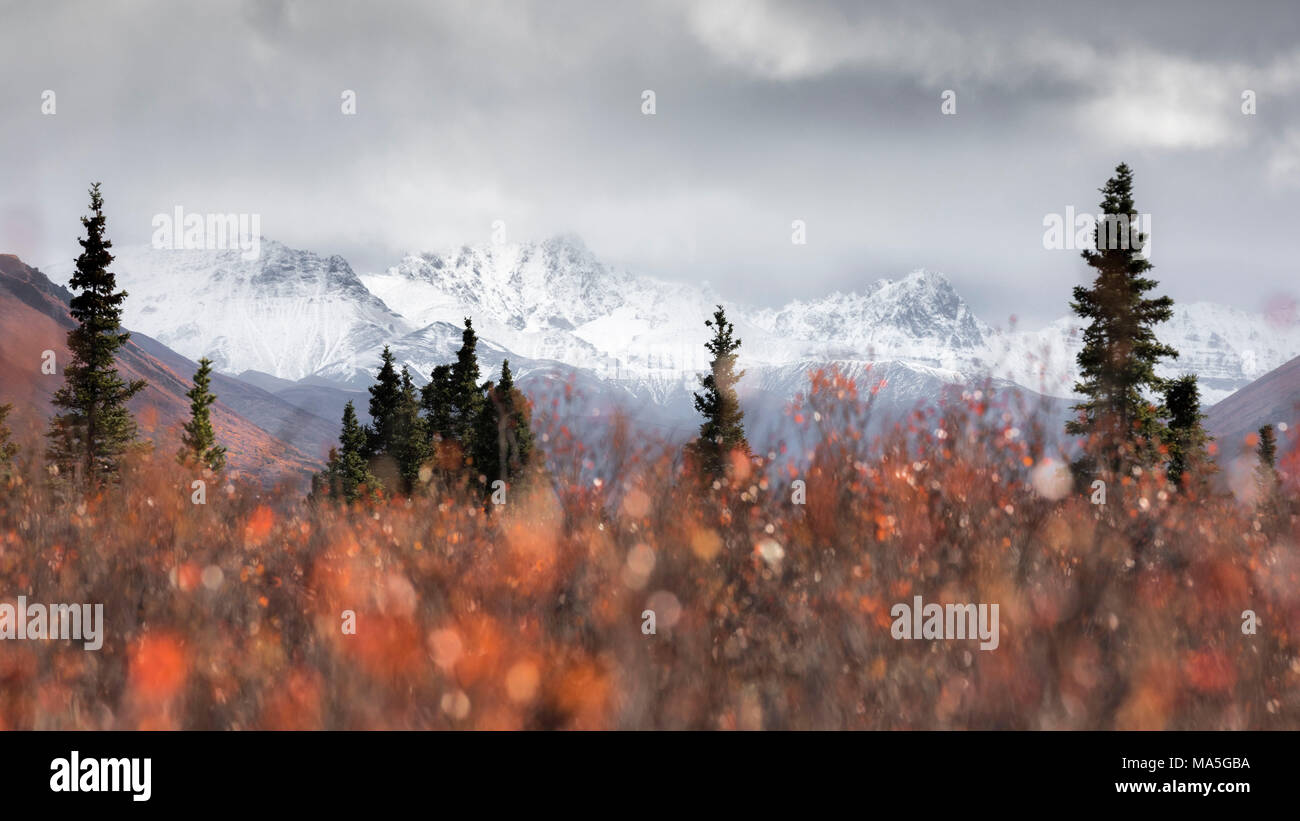 Parco Nazionale di Denali, Alaska, Stati Uniti d'America ( USA ), America del Nord Foto Stock
