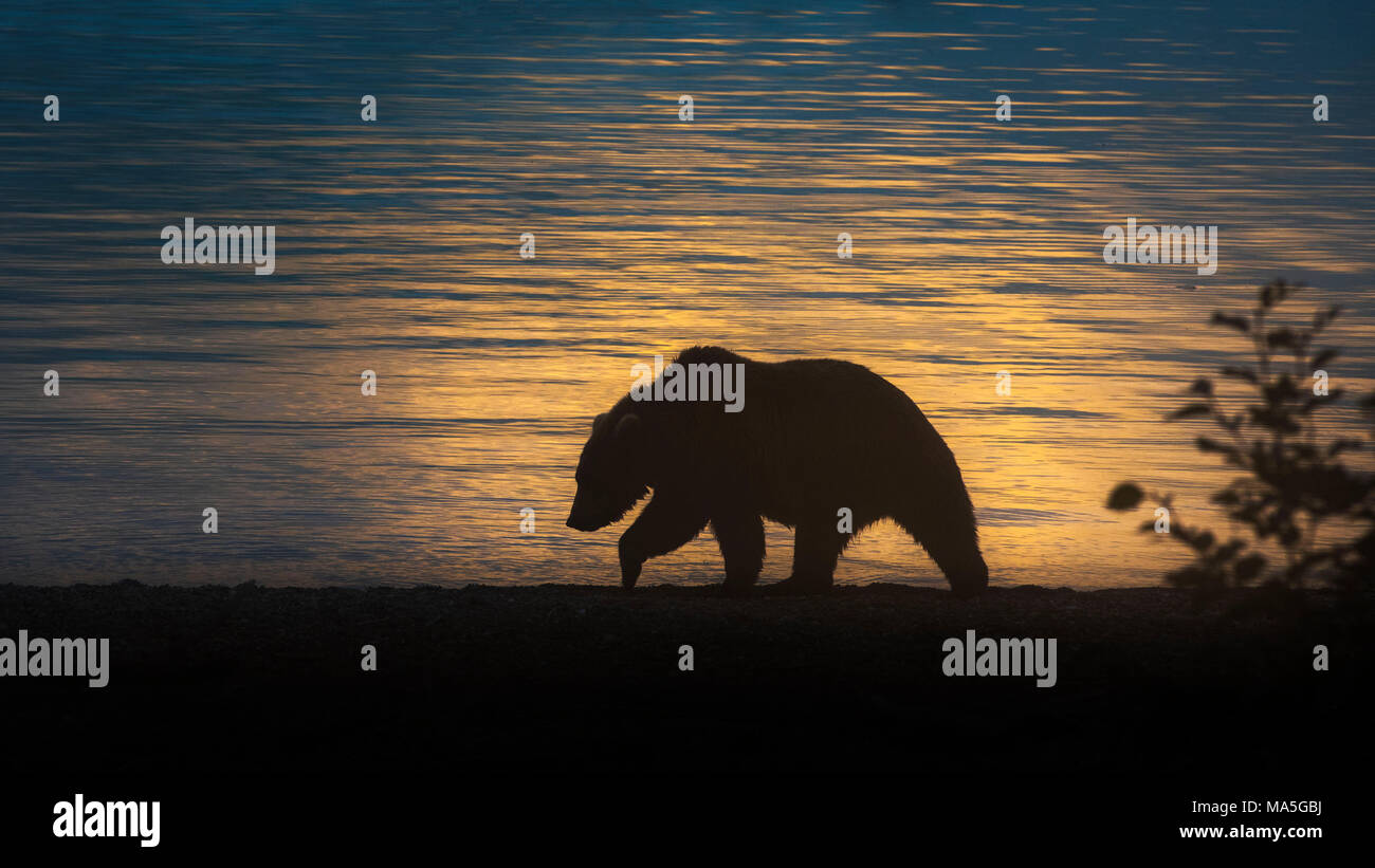 Orso bruno silhouette (Ursus arctos alascensis), Brooks Falls, Parco Nazionale e Riserva di Katmai, Alaska peninsula, western Alaska, Stati Uniti d'America Foto Stock