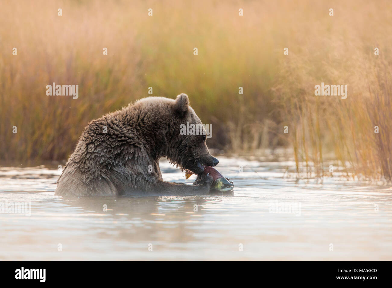 L'orso bruno (Ursus arctos alascensis), fiume Brooks, Parco Nazionale e Riserva di Katmai, Alaska peninsula, western Alaska, Stati Uniti d'America Foto Stock
